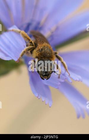 Detailreiche vertikale farbenfrohe Koseup auf einer weiblichen großen gebänderten Furchenbiene, Halictus scabiosa in einer blauen wilden Zichorie, Cichorium intybus, Blume Stockfoto