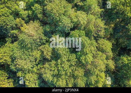Tiefgrüner Wald mit üppig belaubten Bäumen aus der Vogelperspektive. Natürliche Textur und Hintergrund Stockfoto