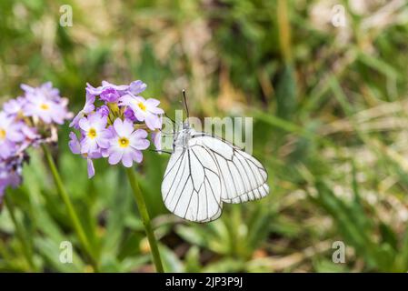 Schwarz-veined White (Aporia Crataegi) Stockfoto