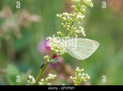 Ruhender südlicher kleiner Weißling (Pieris mannii) Stockfoto