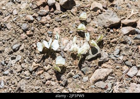 Südliche kleine weiße Schlammpfütze (Pieris mannii) Stockfoto