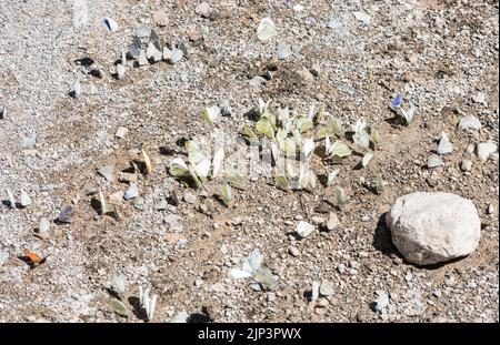 Südliche kleine weiße Schlammpfütze (Pieris mannii) Stockfoto