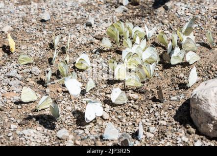 Südliche kleine weiße Schlammpfütze (Pieris mannii) Stockfoto