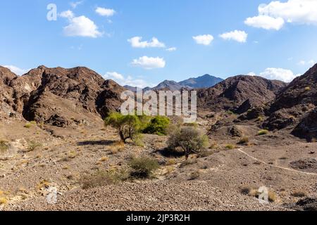 Wadi Shawka Flussbett im Hajar-Gebirge, mit Oase, Ghafenbäumen, Akazienbäumen und Pflanzen, felsigen Kalksteinbergen im Hintergrund, VAE. Stockfoto