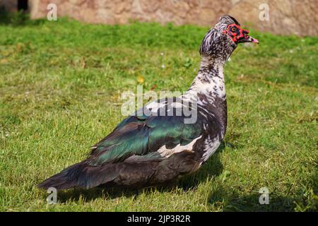 Große moskauer Ente (Barbenente) drake auf dem grünen Rasen aus nächster Nähe. Exotisches Geflügel im Hof eines Landhauses Stockfoto