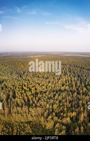 Endlose Tiefe Wald vertikalen Panoramablick. Waldlandschaft aus der Vogelperspektive Stockfoto