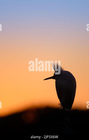 Eine vertikale Aufnahme eines verschneiten Reiher auf einem Felsen, der weg blickt, mit einem wunderschönen Sonnenuntergang im Hintergrund Stockfoto