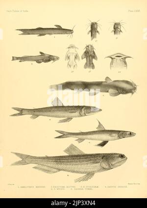 Die Fische von Indien (Platte CXVII) (7070530631) Stockfoto