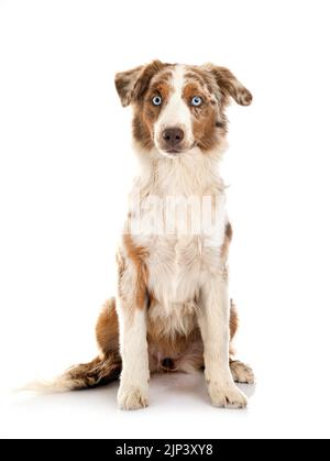 Miniatur American Shepherd vor weißem Hintergrund Stockfoto