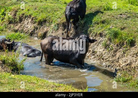Buffalo kühlt sich an einem heißen Sommertag in einem schlammigen Wasserloch ab Stockfoto