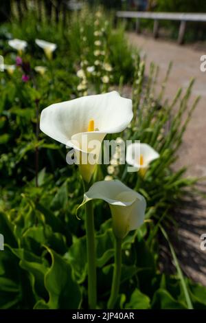 Eine vertikale Aufnahme der weißen Calla Lily blüht in einem Garten mit Sonnenlicht Stockfoto