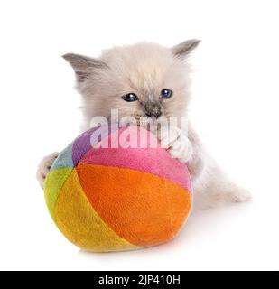 Birma Kätzchen vor weißem Hintergrund Stockfoto
