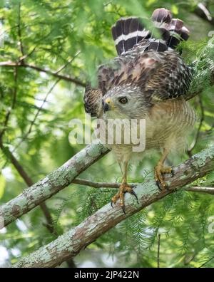 Eine vertikale Aufnahme eines Rotschulter-Falken (Buteo lineatus), der auf einem Ast thront Stockfoto