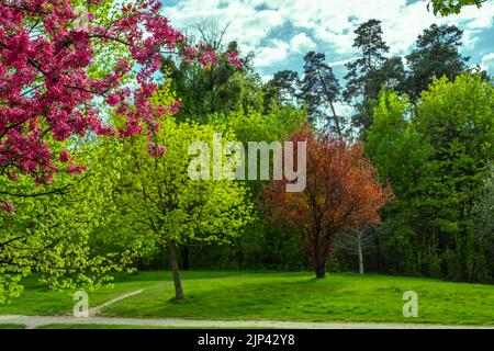 Bäume in Frühlingsfarben mit Blumen Stockfoto