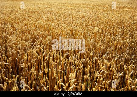 Reife Weizenspikelets auf goldenem Feld, die durch das orangefarbene Abendlicht leuchten. Industrie- und Naturhintergrund. Ukraine, Europa Stockfoto