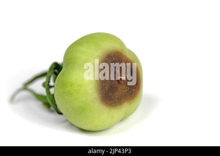 Schadensbild von Blütenendfäule in Tomaten Stockfoto