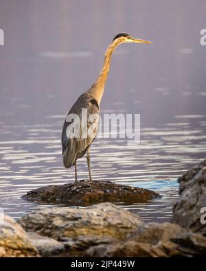 Großer Blaureiher (Ardea herodias), der auf einem Felsen im seichten Wasser auf der Suche nach Beute steht. Eagle Lake - Lassen County, Kalifornien, USA. Stockfoto