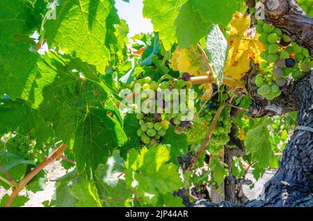 Trauben reifen auf Reben, die Trauben für die Weinherstellung im Napa Valley in Kalifornien, USA, anbauen Stockfoto