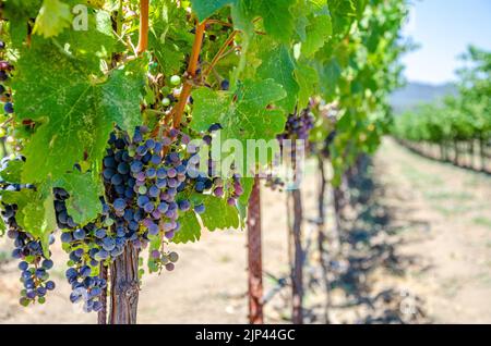 Trauben reifen auf Reben, die Trauben für die Weinherstellung im Napa Valley in Kalifornien, USA, anbauen Stockfoto