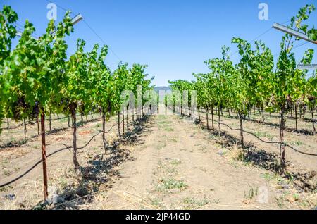 Trauben reifen auf Reben, die Trauben für die Weinherstellung im Napa Valley in Kalifornien, USA, anbauen Stockfoto