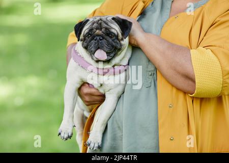 Vorderansicht Porträt von niedlichen Mops Hund mit Zunge aus sitzen in Frauen Arme im Freien, kopieren Raum Stockfoto