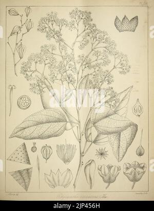 Die flora sylvatica für Südindien (PL. CIX) (6966804113) Stockfoto