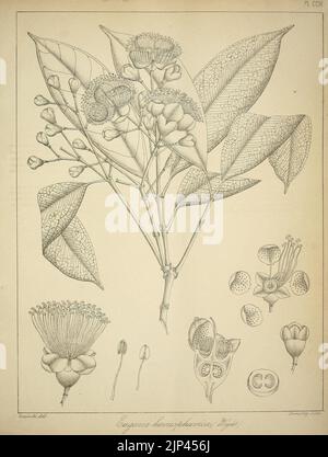 Die flora sylvatica für Südindien (PL. CCIII) (6966838227) Stockfoto