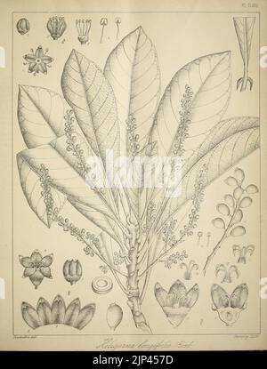 Die flora sylvatica für Südindien (PL. CLXVII) (6820704556) Stockfoto