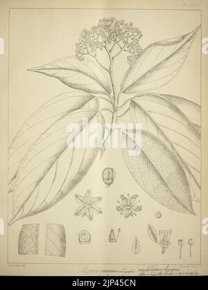 Die flora sylvatica für Südindien (PL. CXLI) (6820695604) Stockfoto