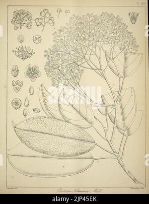 Die flora sylvatica für Südindien (PL. CXCII) (6820713910) Stockfoto