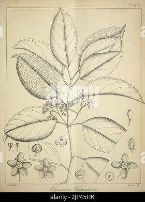 Die flora sylvatica für Südindien (PL. CXLVIII) (6966817593) Stockfoto