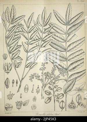 Die flora sylvatica für Südindien (PL. CXXIV) (6820689676) Stockfoto