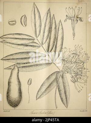 Die flora sylvatica für Südindien (PL. LVII) (6820665264) Stockfoto