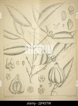 Die flora sylvatica für Südindien (PL. LXXXV) (6820676036) Stockfoto