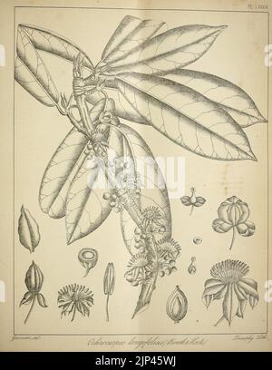 Die flora sylvatica für Südindien (PL. LXXXIX) (6820677372) Stockfoto