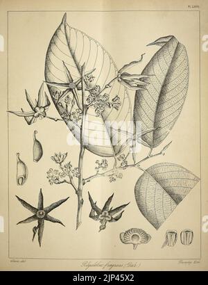 Die flora sylvatica für Südindien (PL. LXXIV) (6820671618) Stockfoto