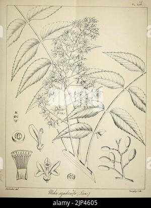 Die flora sylvatica für Südindien (PL. XIII) (6966770011) Stockfoto