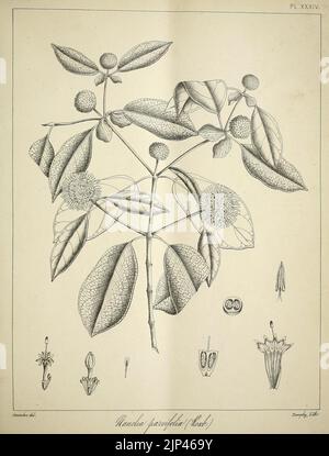 Die flora sylvatica für Südindien (PL. XXXIV) (6820657206) Stockfoto