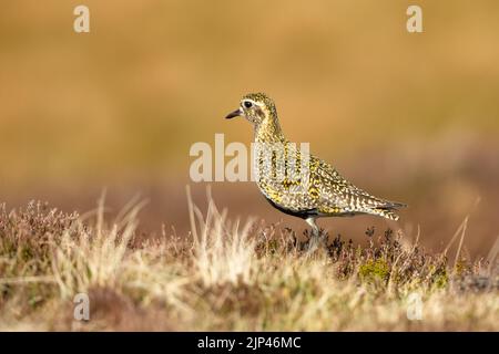 Goldener Pflücker auf bewirtschafteten Mooren in Swaledale, Yorkshire Dales, Großbritannien, während der Brutzeit. Nach links zeigen, Nahaufnahme. Wissenschaftlicher Name: Pluvialis AP Stockfoto