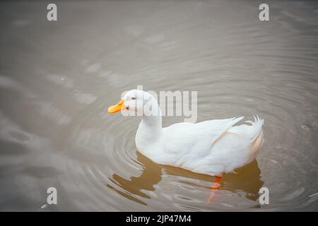 Eine weiße amerikanische Pekin-Ente, die in Nahaufnahme auf einem Gewässer schwimmt Stockfoto