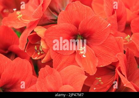 Amaryllis Naranja (Hippeastrum Naranja), Nahaufnahme von orangen und roten Blüten Stockfoto