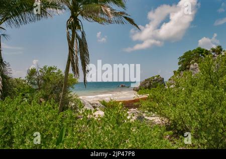 Übermäßige Mengen an Sargassum-Algen säumen die Küste unterhalb der Archäologischen Zone von Tulum. Stockfoto