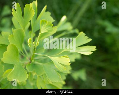 Ginkgo biloba Blätter, selektiver Fokus. Junge Triebe des Ginkgo-Baumes. Nahrungsergänzungsmittel, alternative, pflanzliche Medizin Stockfoto