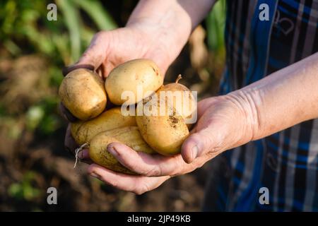 Junge frisch gegrabene Kartoffeln in weiblichen Händen. Herbsternte in der Ukraine. Selektiver Fokus. Stockfoto