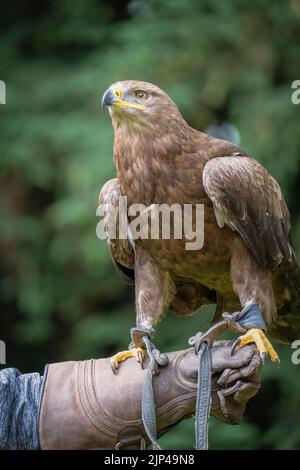 Eine vertikale Aufnahme eines goldenen Adlers, der auf der Hand eines Trainers im Garten thront Stockfoto