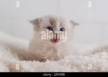 Ein schönes, kleines weißes, flauschiges Kätzchen mit blauen Augen liegt auf dem Teppich und schreit. Nahaufnahme. Selektiver Fokus Stockfoto