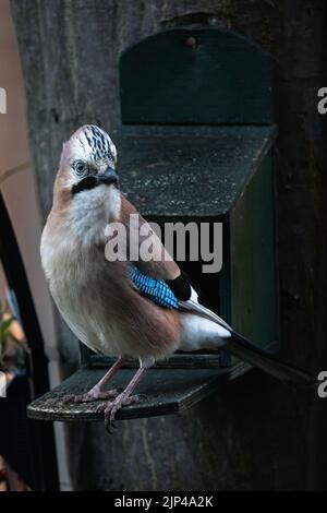 Nahaufnahme eines europäischen eichelhähers vor einem Vogelfutterhäuschen. Stockfoto