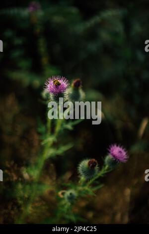 Lila Speer Distel Blume mit Hummel Stockfoto