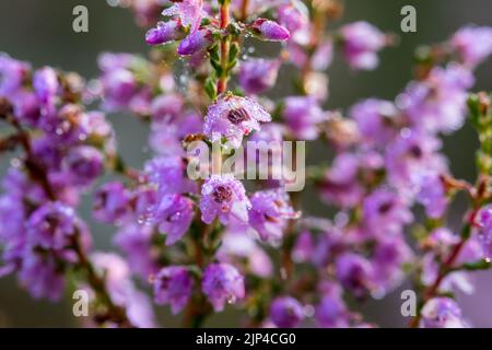 Blühende Heide aus nächster Nähe, herbstlicher Charme. Stockfoto