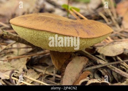 Boletus, ein essbarer Pilz im Wald, boletus edulis . Stockfoto